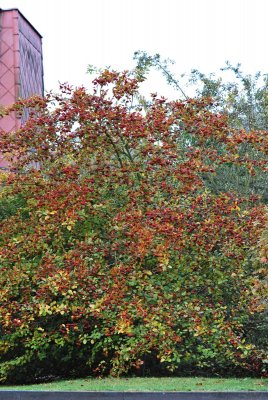 Crataegus crus-galli - hloh kuří noha - celek